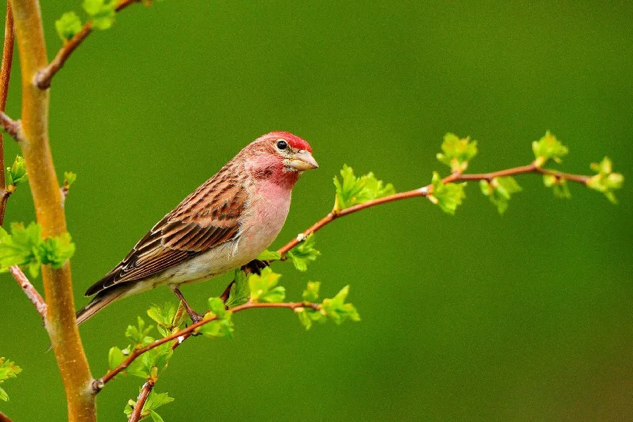 Musim Semi Tunas Cabang Daun Burung Bulu Merah Hitam Mata Hewan