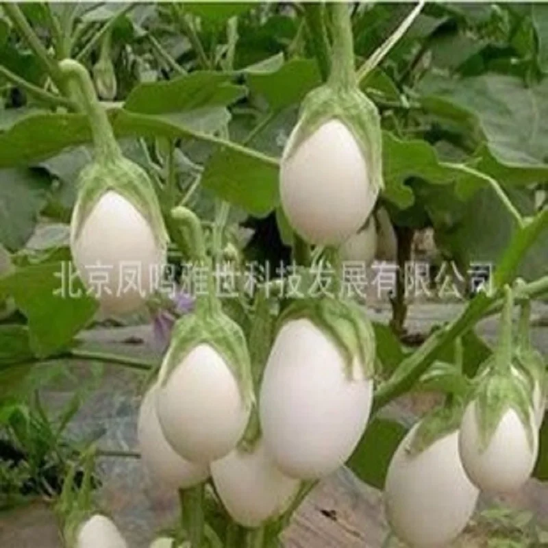 

Egg white eggplant bonsais about selling organic vegetable bonsais 100pcs