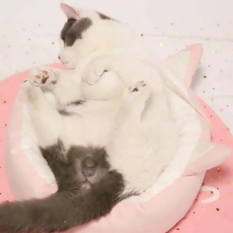 Hoomall Питомник Плюшевые уютное гнездышко для малых и средних собак мягкий коврик для собаки Мягкий щенок кошки собаки кровать и диван зима теплый коврик инструменты для ухода за домашними животными