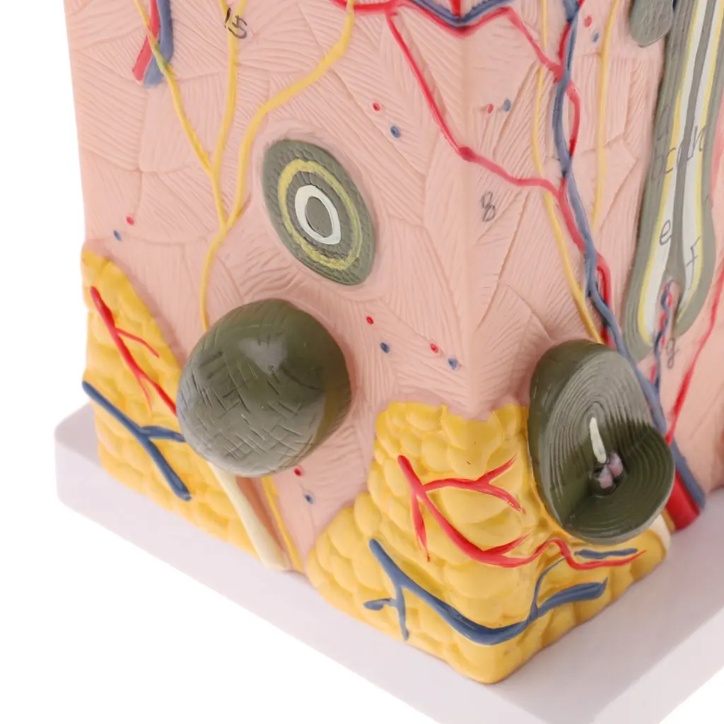  50X Magnified 3D Human Skin Model Structure Medical Anatomical Model for School Teaching Tool Learn - 32973557342