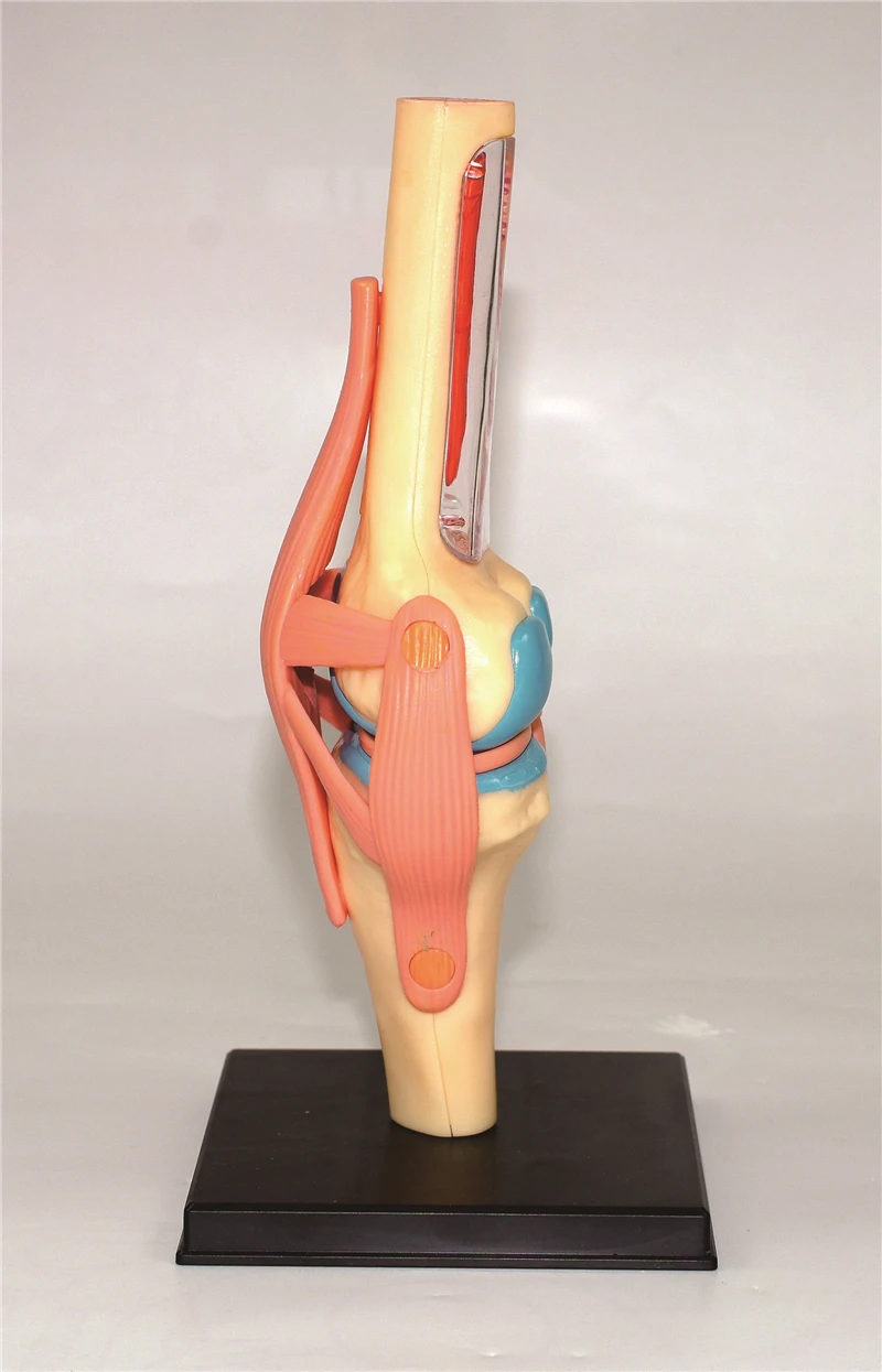 4D мастер человека Колено модель анатомия модель человеческих органов медицинское обучение DIY Наука