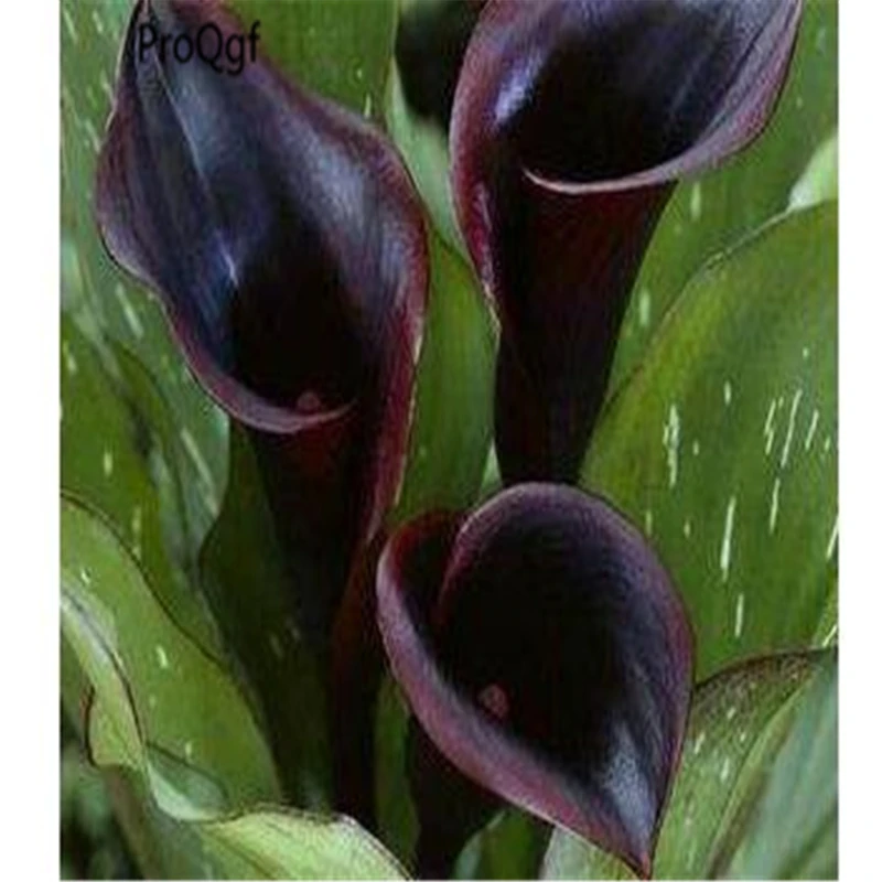 

Ngryise 10Pcs A Set Zantedeschia aethiopica Calla lily