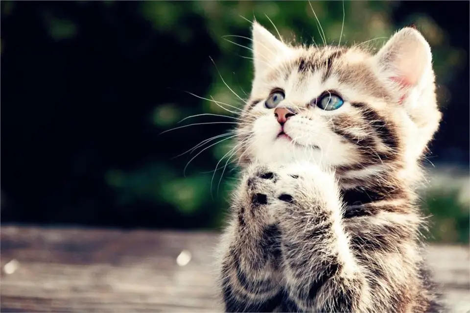 Diy Frame Lovely Kitty Cat Prayer Animal Posters And Prints Home