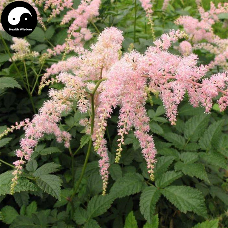 Купить китайский Astilbe Semente 200 шт завод Astilbe Chinensis для Luo Xin Fu