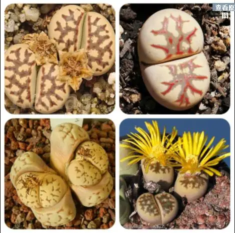 100% свежий Настоящее lithops dorotheae смешанные сочные кактус Semillas ~ живые камни