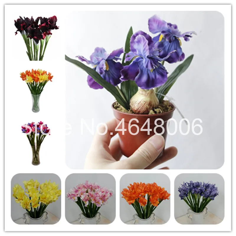 

50 Pcs Bonsai Iris,Rare Perennial Flower Bearded Iris ,22 Colours Heirloom Iris Tectorum Perennial Flower Plant For Home Garden