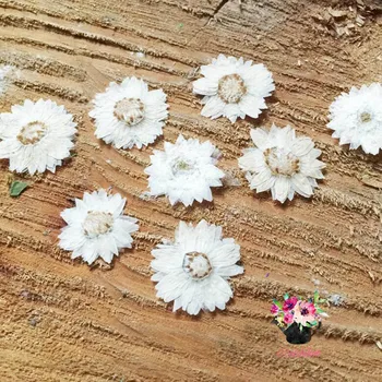

120pcs Pressed Dried White Strawflower Flower Plant Herbarium For Jewelry Pendant Ring Earrings Flower Making Accessories