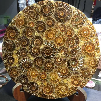 

Natural conch fossil feng shui pan - colored screw plate.