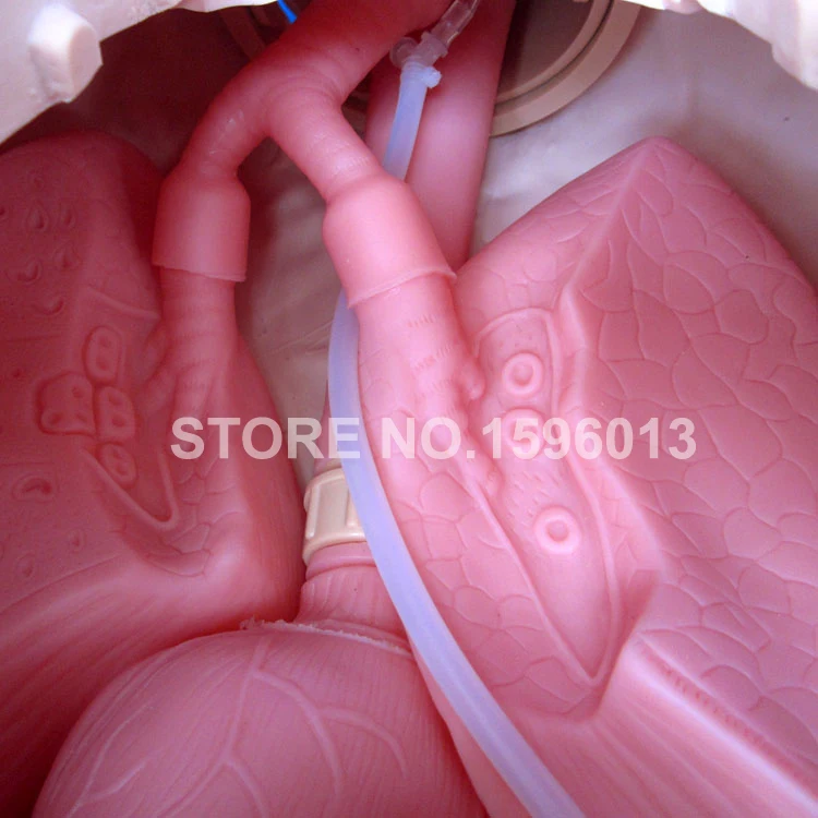K 80 NG intubation manikin (2)