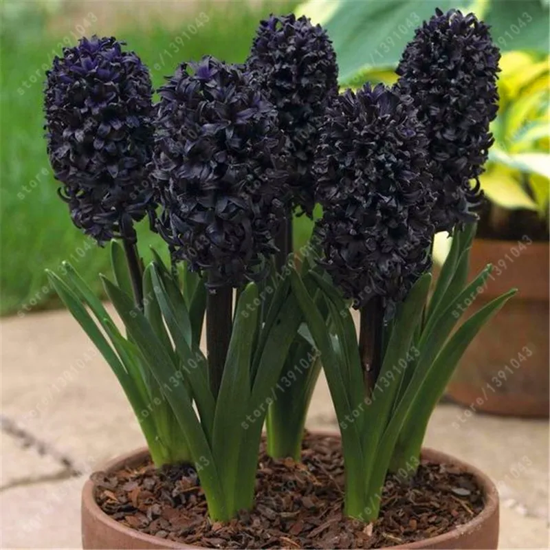 300Stk Echt Hyazinthe Samen Einfach Zu Wachsen Mischfarbe Blumensamen-Hausgarten