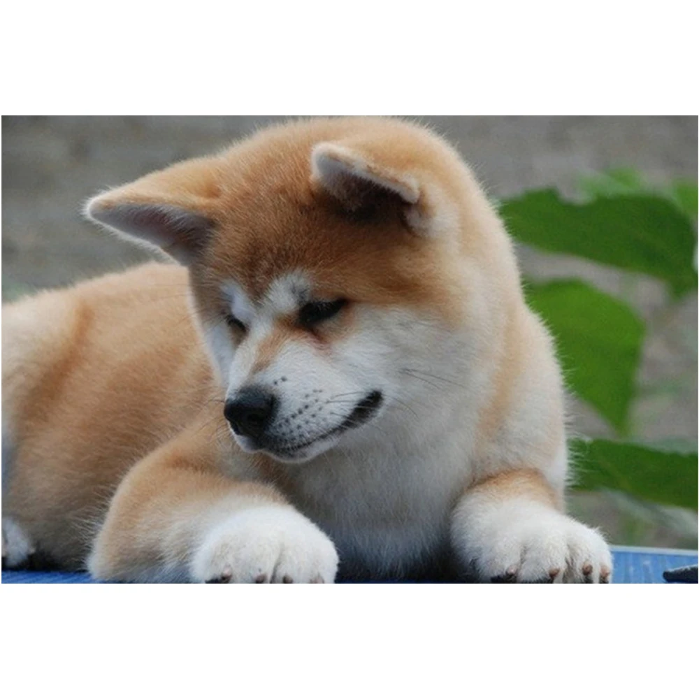 Li Loye Baru Diy Berlian Lukisan Lucu Anjing Akita Icon 5d Berlian