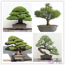A Pack 30 Pcs Blue Spruce Seeds Picea Tree Potted Bonsai Courtyard Garden Bonsai Plant Pine Tree Seeds