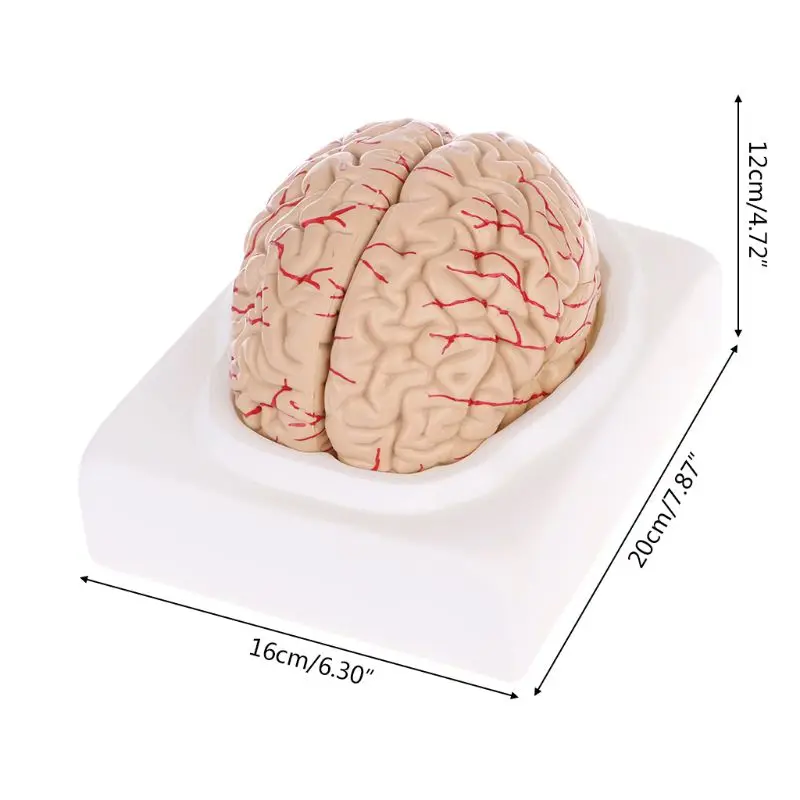 Разобранная анатомическая модель человеческого мозга анатомический медицинский учебный инструмент