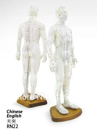 

Free Shipping English Medical Male Human Body Acupuncture Meridians Model English 50CM