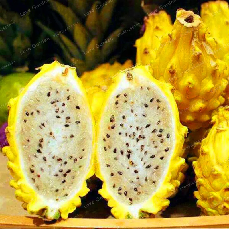 

100PCS Rare Yellow Pitaya Fruit Trees Bonsai Perennial Plants Non-gmo Hylocereus Dragon Fruit Bonsai Home Garden