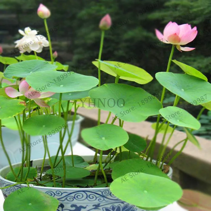100 Bowl Lotus Flores Pots Bonsai Garden Plants 5bagem331c Best
