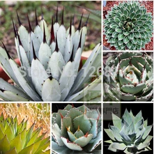 

5pcs mixed 100% Genuine Rare Agave , - tree herbs flower Succulent - home garden Free Shipping