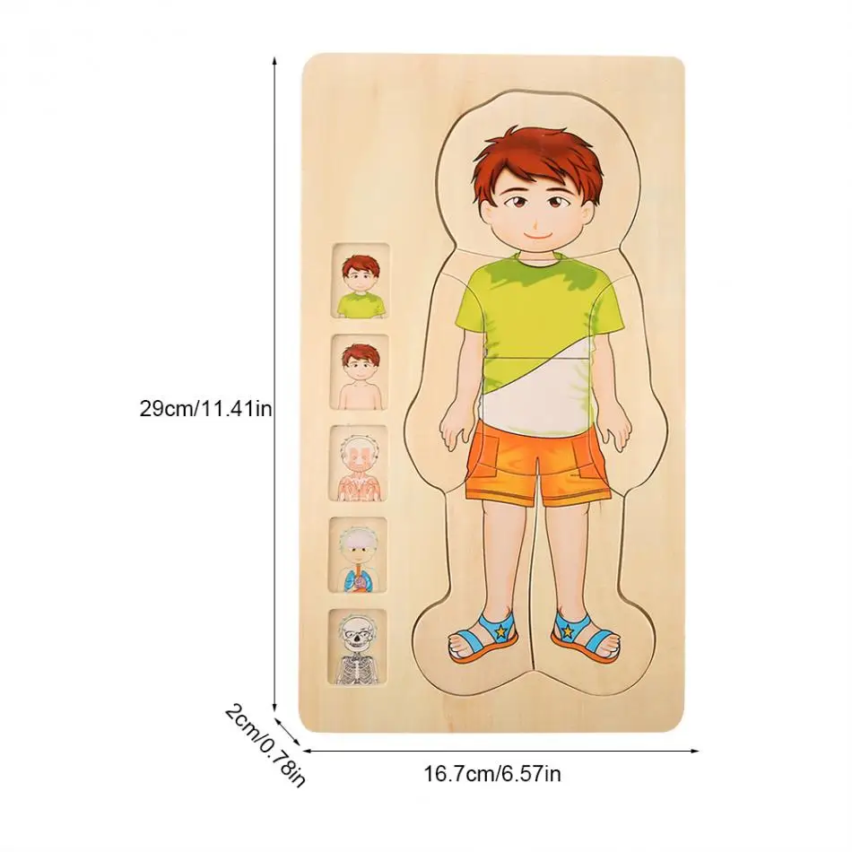 Новая деревянная головоломка для человеческого тела, игрушки для мальчиков и девочек, структура тела, деревянные Многослойные пазлы, Ранние развивающие игрушки для детей