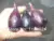 Ficus carica - BLACK PATLICAN FIG (EGGPLANT BLACK FIG) Seeds Edible Fruit Tree / Plant seeds - 100 FINEST SEEDS