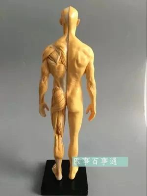 30 см Смола CG Живопись Скульптура мужская модель скелетно-мышечная Анатомия структура человеческого тела художественная модель
