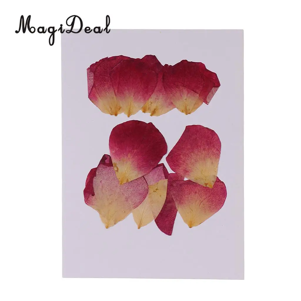 10 / 20Pcs Beautiful Real Pressed Rose Petal Babysbreath Flowers Dried Flowers for Art Craft Scrapbooking DIY Resin Jewelry