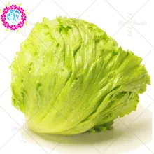 100PCS Lettuce Seeds Lactvca Sativa Organic Health Vegetables Seeds Sweet Salads Vegetable For Home Garden Plant