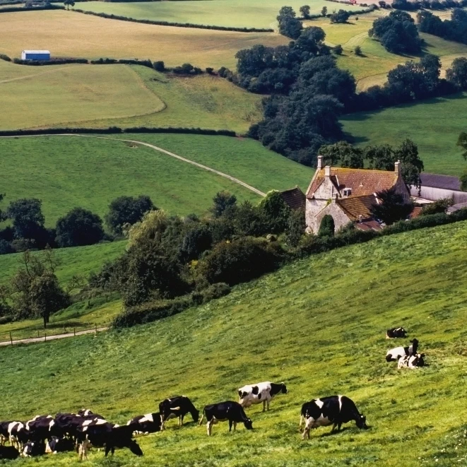 Cows On Hillside Poster Print (38 x 24)