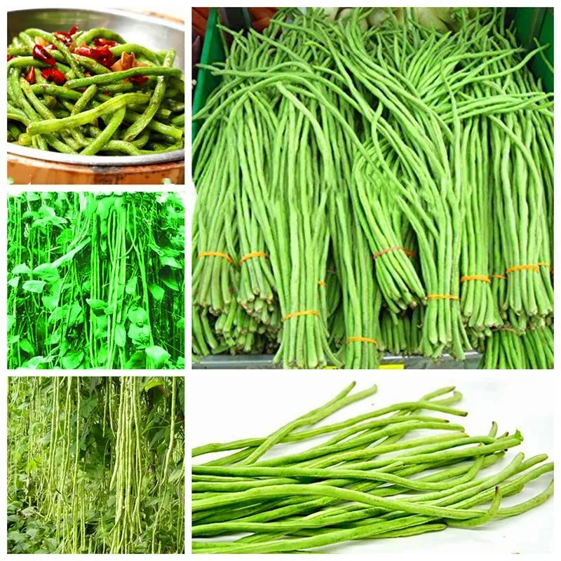 

20pcs/bag Chinese Long Bean Vigna Unguiculata Plant Long-Podded Cowpea Tasty Snake Bean Vegetable Garden Long Bean Plants