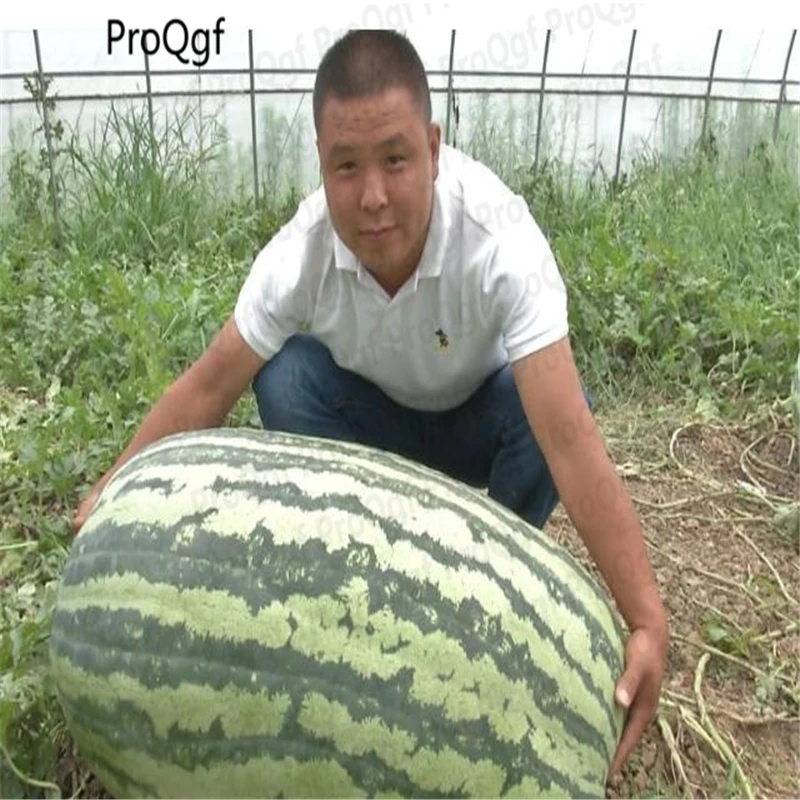 

1000Pcs A Set Giant Watermelon Sweet Taste