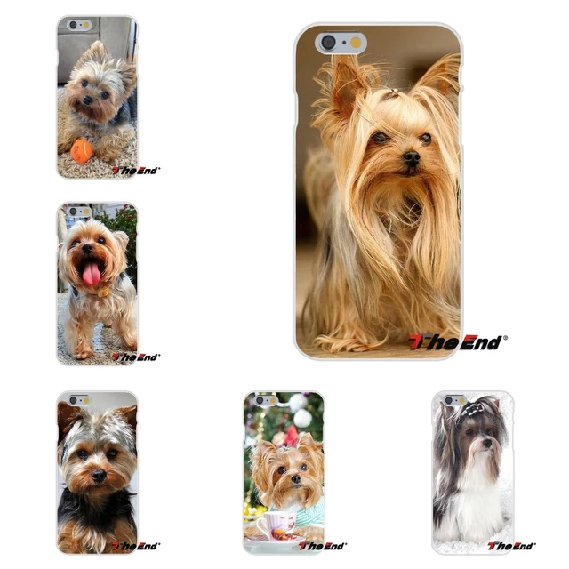 samsung s8 yorkshire terrier phone case samsung s8 yorkshire terrier phone case