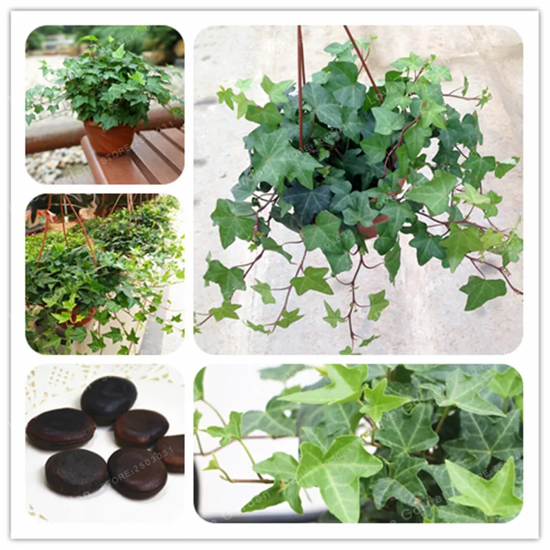 Hedera Nepalensis бонсай 2 предмета китайский Ivy бонсай DIY домашние, садовые растения Редкие восхождение связывают дерево очистки воздуха горшечных