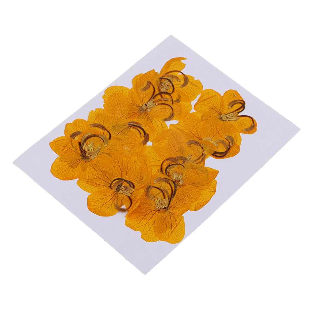 12pcs Epoxy Natural Dried Pressed Flowers Cassiae Phone Case DIY Raw Material Painting Photo Frame Decoration Cassia Dry Flower