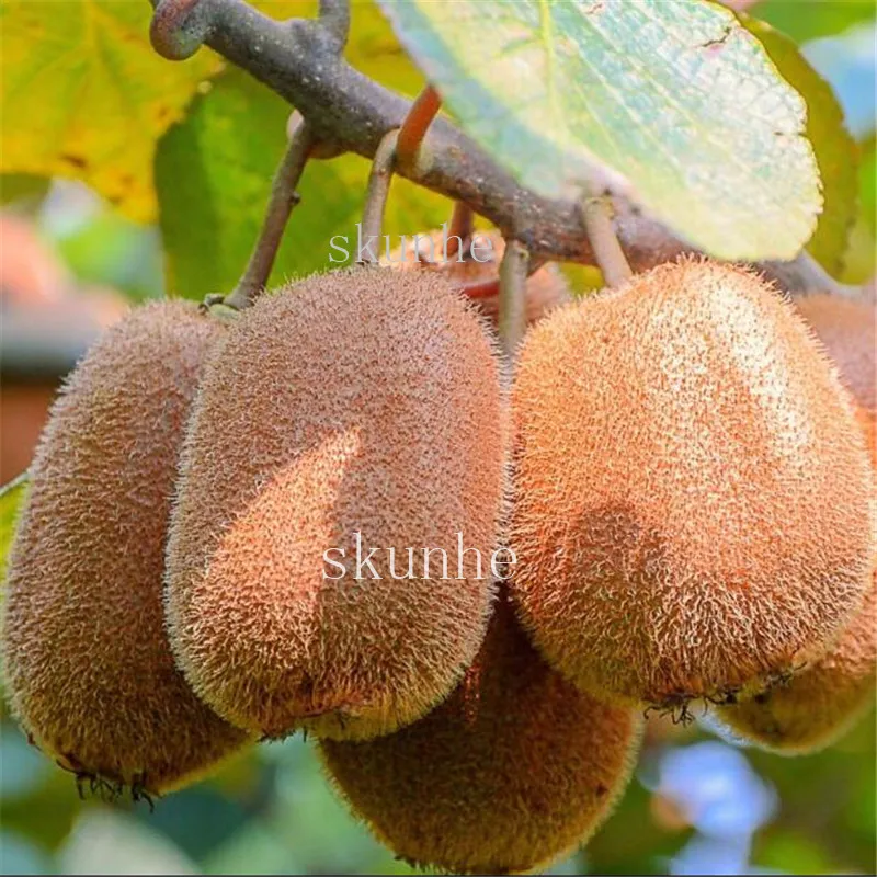 200pcs Kiwi Fruit Tree Bonsai Diy Home Garden Best Seeds Online