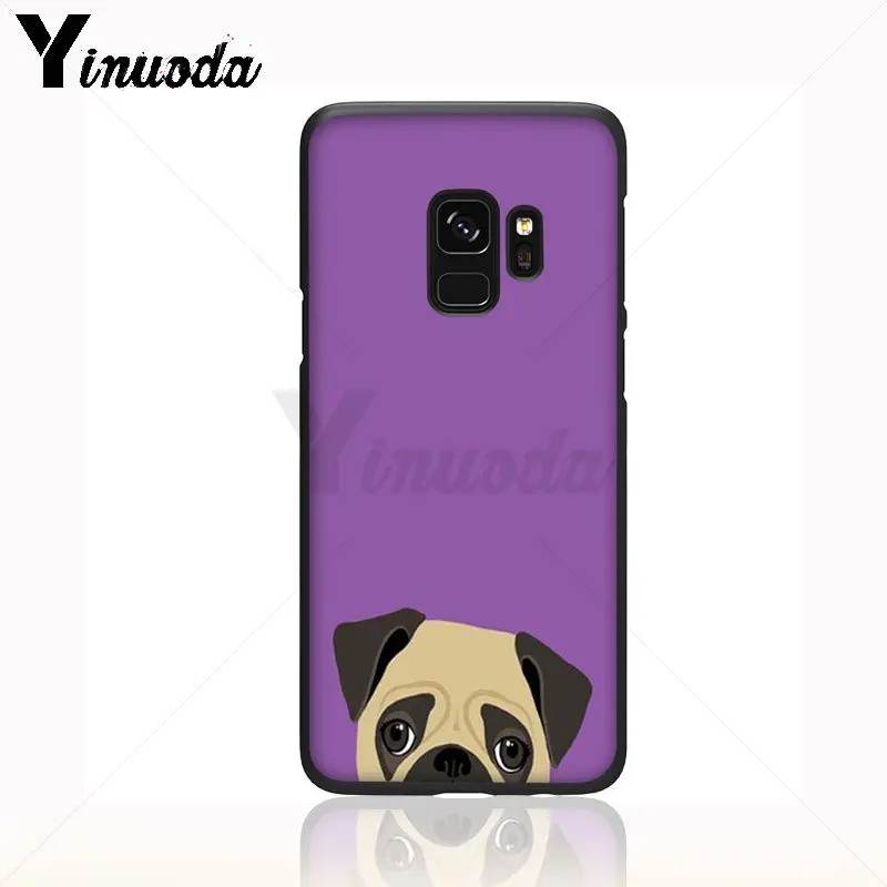 pug dog animal