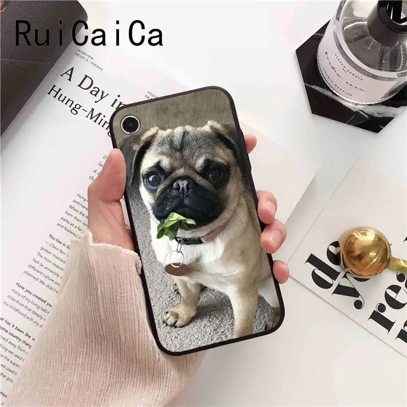 Animal Cute Pug Dog
