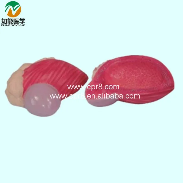 

Bladder Model(Plastic Bladder) BIX-A1062 WBW420