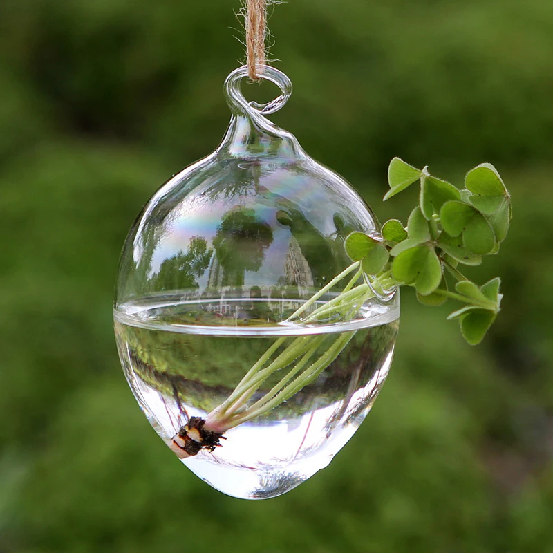 Buy Hanging egg shaped glass vase / hanging terrarium