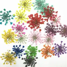 60 шт прессованный высушенный Orlaya gran Flower сухие растения для дизайна ногтей эпоксидная смола Макияж Лицо Кулон Ожерелье Изготовление ювелирных изделий