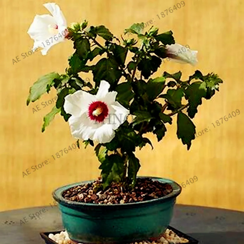 100 шт./пакет бонсай Гибискус flores Гибискус mutabilis цветок, многолетнее растение цветок растения для дома и сада пользы завода