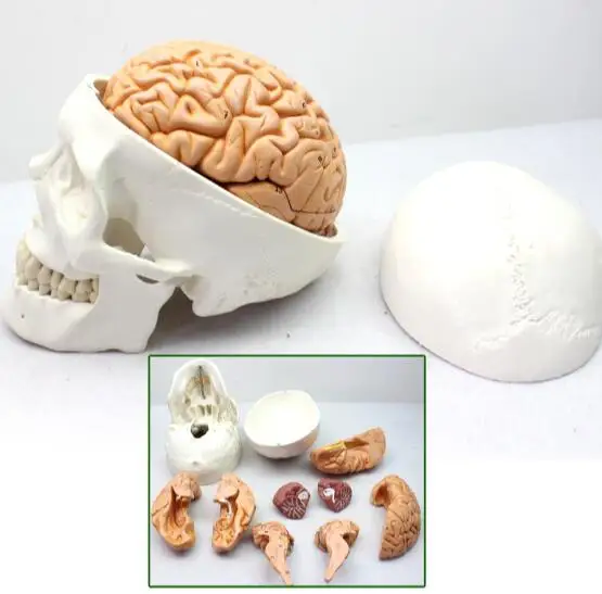 US $217.46 Skull model skull model of human head and skull 11 cranial anatomy department of neurology