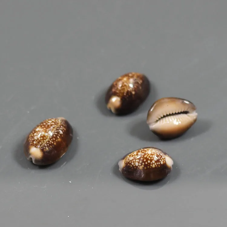 

5pcs/lot Natural conch shell hole-digging tortoise shell -digging shell black sea shells conch sea star seafish
