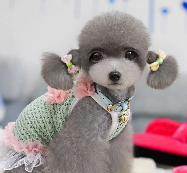 puppy hair bows puppies with bows www pixshark images galleries with a bite puppy hair bows puppies with bows www pixshark images galleries with a bite