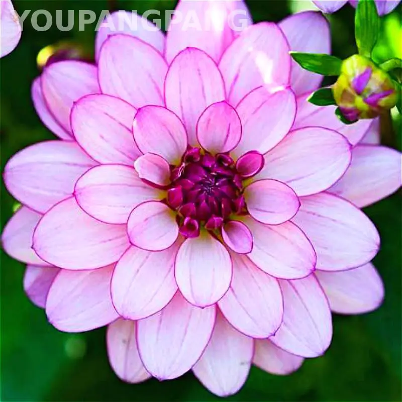 

200 Pcs / Bag Dahlia Flower plants Mixed Colors Dahlias bonsai For Home Garden Decoration Diy Plant Bonsai Pot Sementes Hot Sale