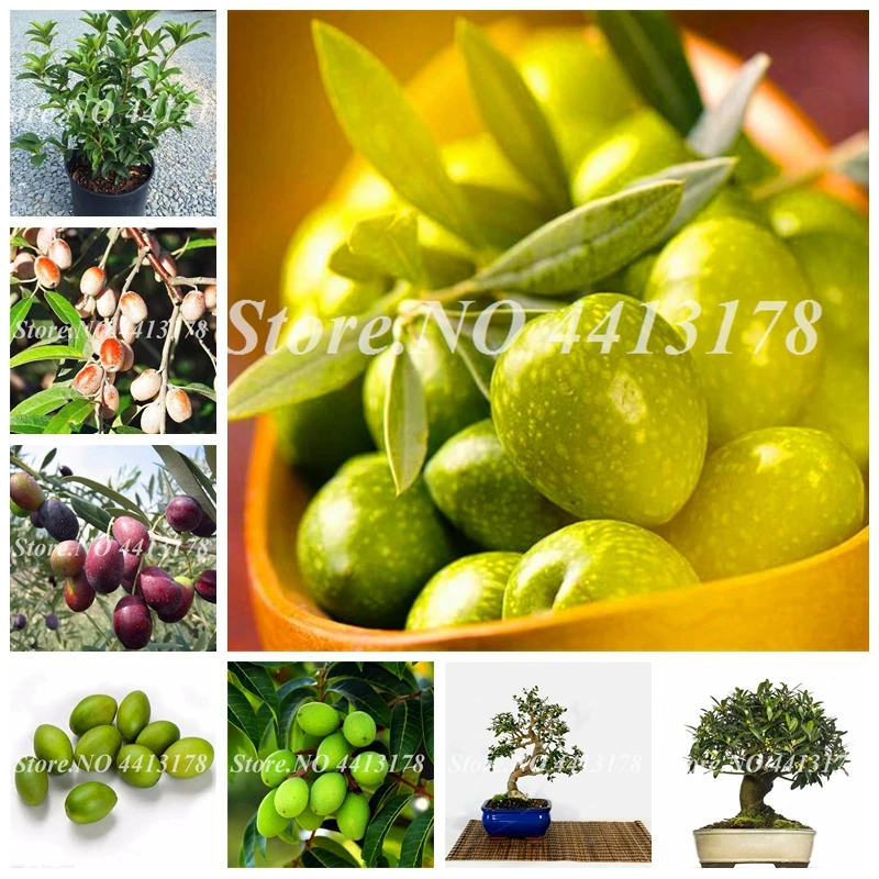 

10 pcs/ bag Chinese Olives Green Edible Planting Bonsai Fruit Plant Tree For Spring Farm Home Garden Pot Supplies Easy to Grow