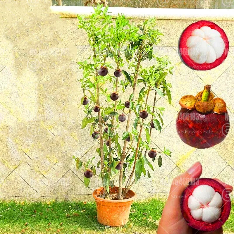 

100pcs/pack Mangosteen Bonsai Mangosteen tree Perennial tropical fruit gourmet plants for home garden bonsai fruit tree plants
