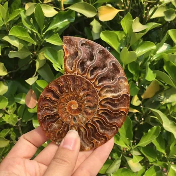 

madagascar fossils iridescent ammonite natural stones and minerals specimen 90-100g