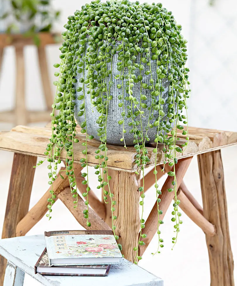 

Hanging Pearl Chlorophytum Bonsai Type Potted of Chlorophytum Flower Plants Indoor Air Purification Home Garden Succulent 100pcs
