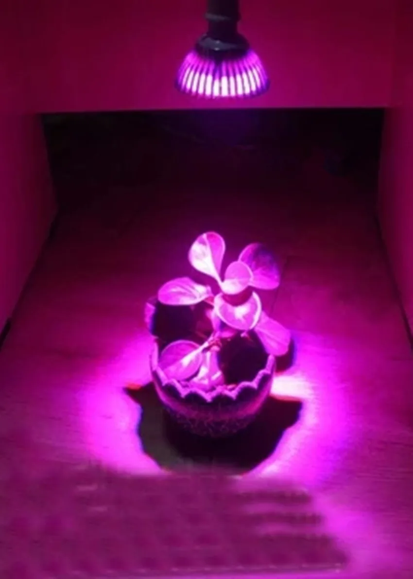 LED Grow Light lights up red and blue flowers Succulents shed light