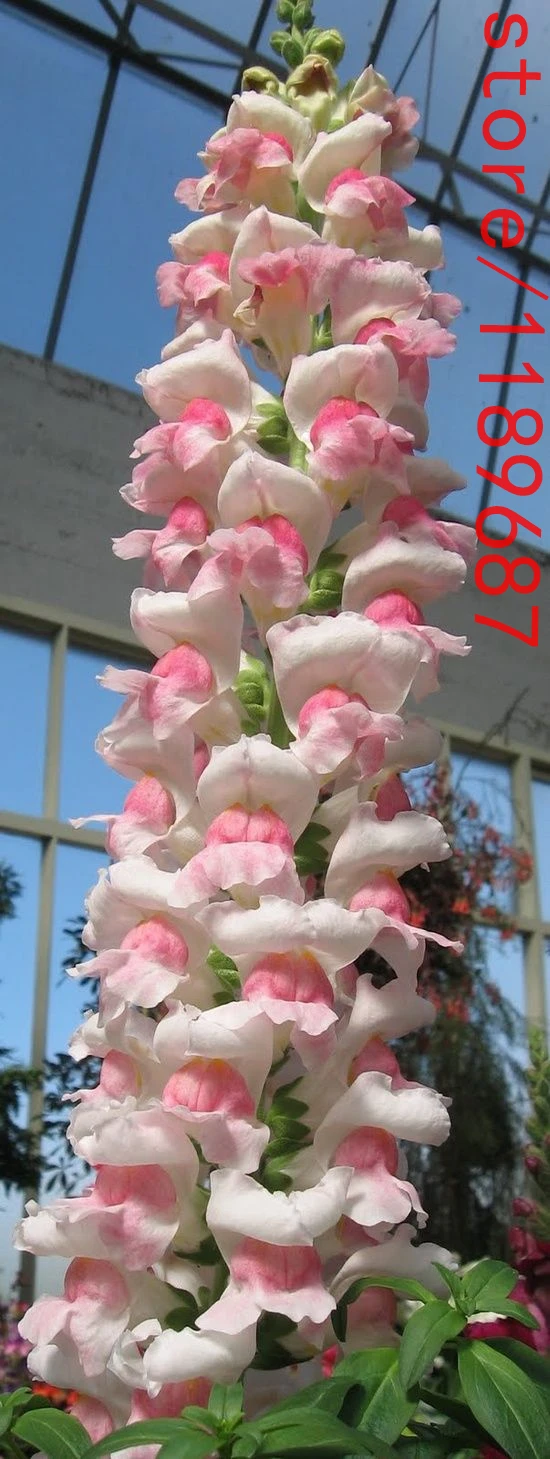 

100pcs Snapdragon (Anthirrhinum majus) plants snapdragon flower bonsai 10 colours potted plants for home garden