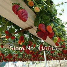 500 Climbing Red Strawberry Seeds With SALUBRIOUS TASTE * NON-GMO Strawberry Mount Everest* EDIBLE * Fruit,Heirloom Vegetables